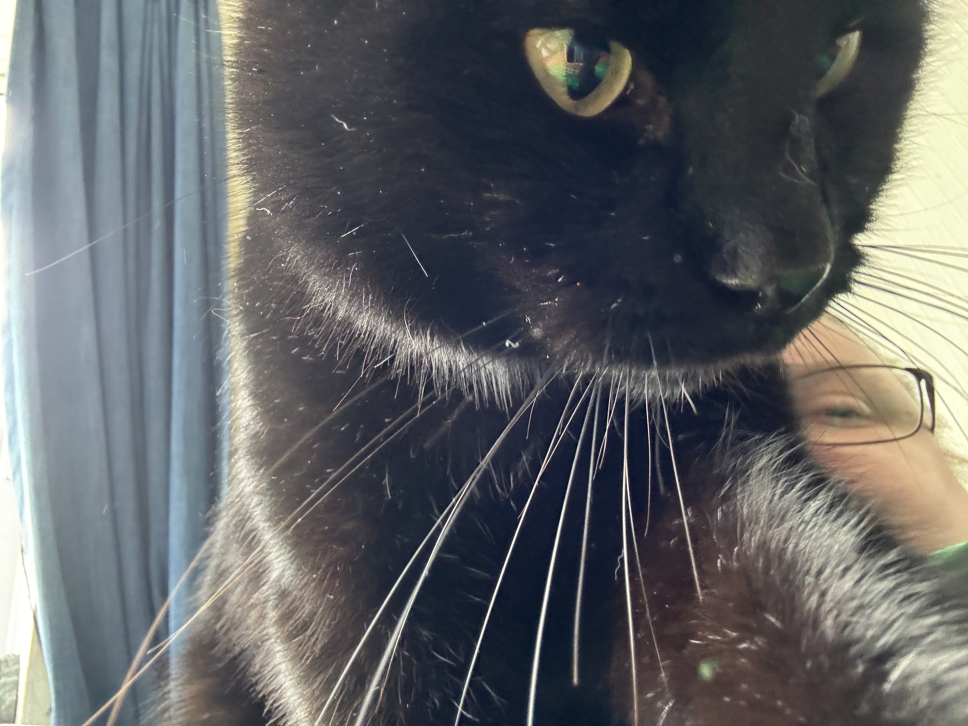A black cat (Sid) looks alert, staring at something with gorgeous green eyes, his beautiful black whiskers pointed forward in curiosity. His left front paw reaches out towards the phone. Just behind him you can just see a small part of my face (pale, fat, wearing glasses)