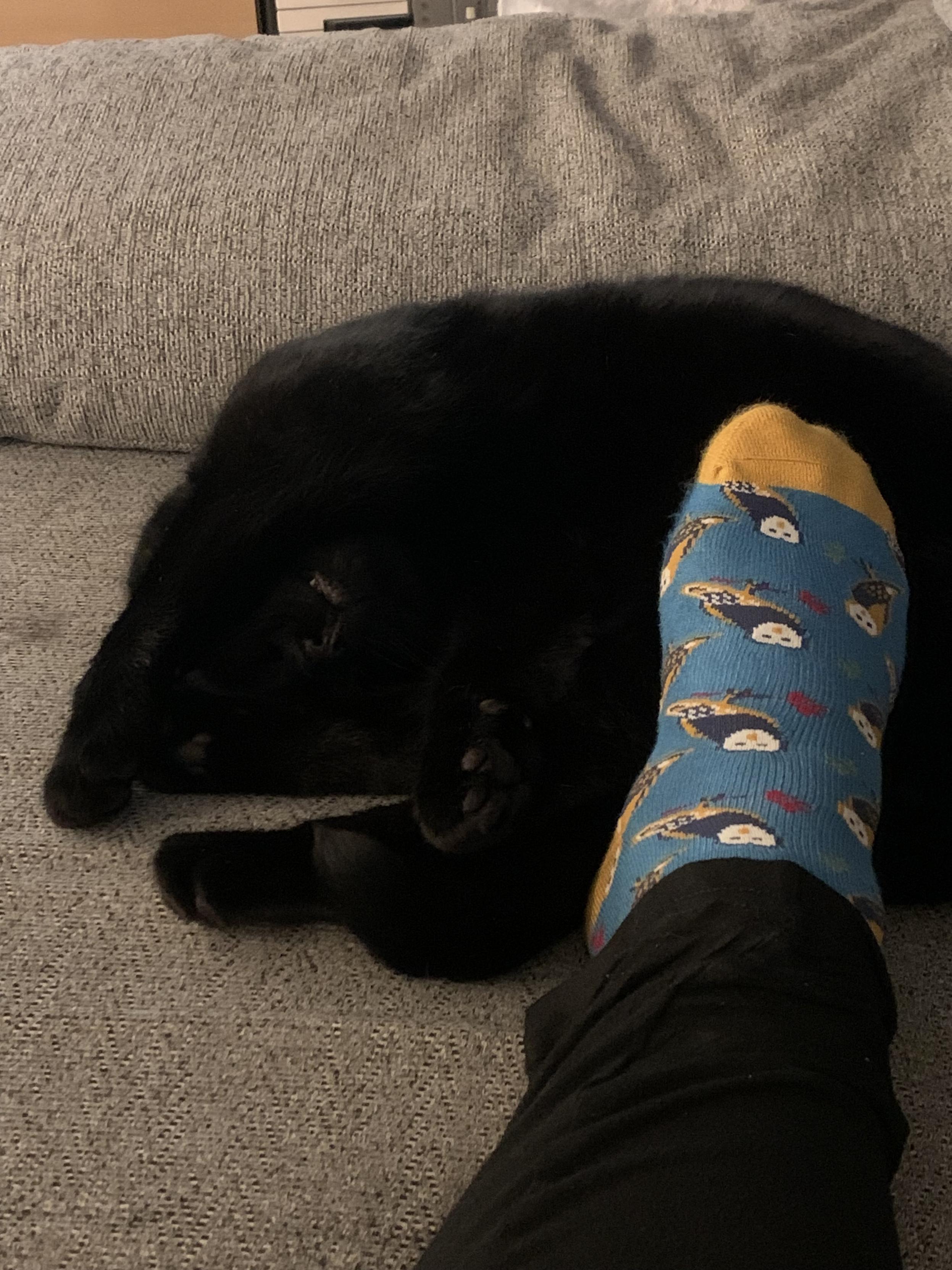 A black cat is curled around a socked foot and completely asleep. This is around the time that we gave in and admitted that yes, maybe he did live here actually