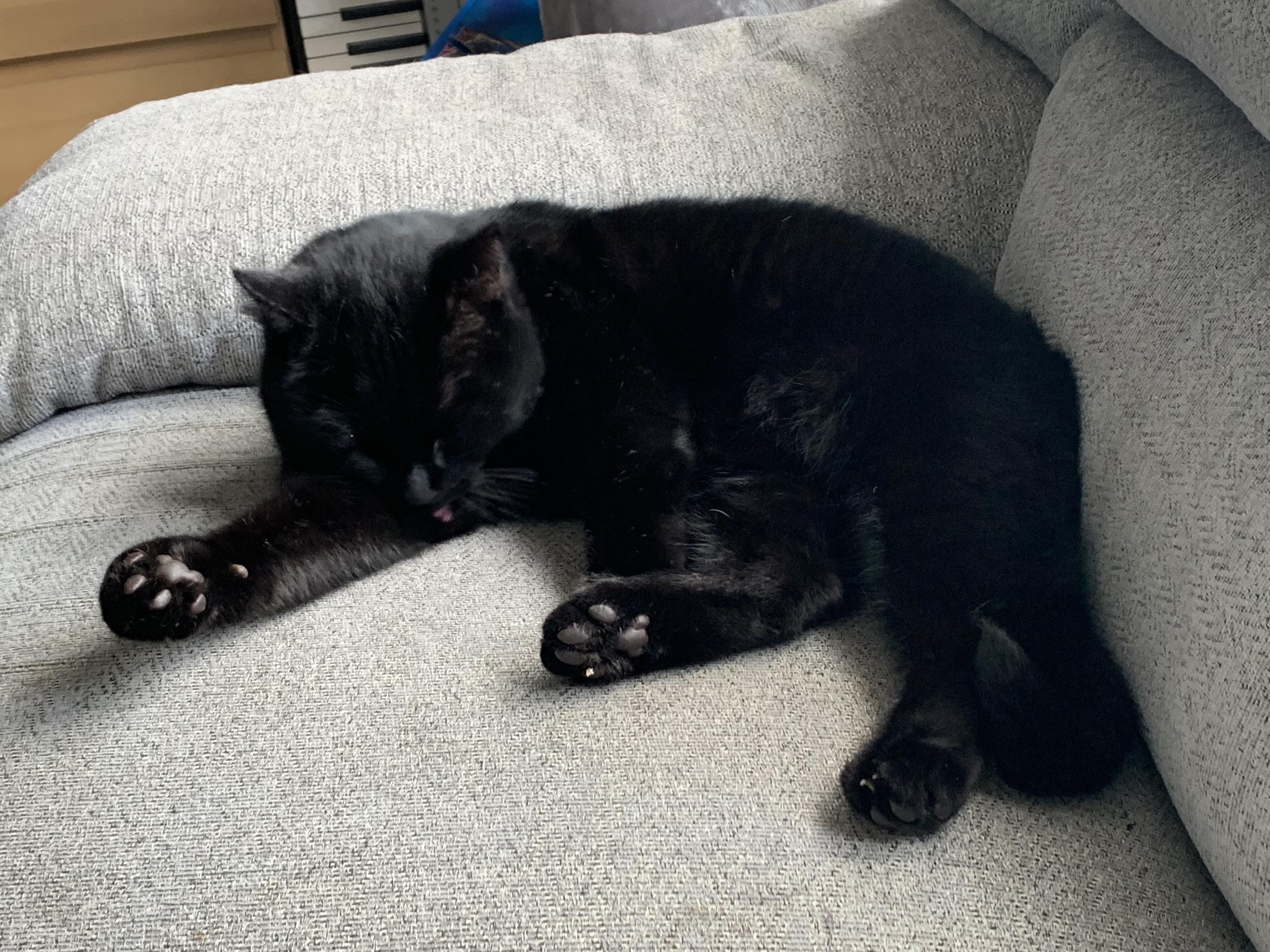 A black cat having a thorough wash on a grey sofa