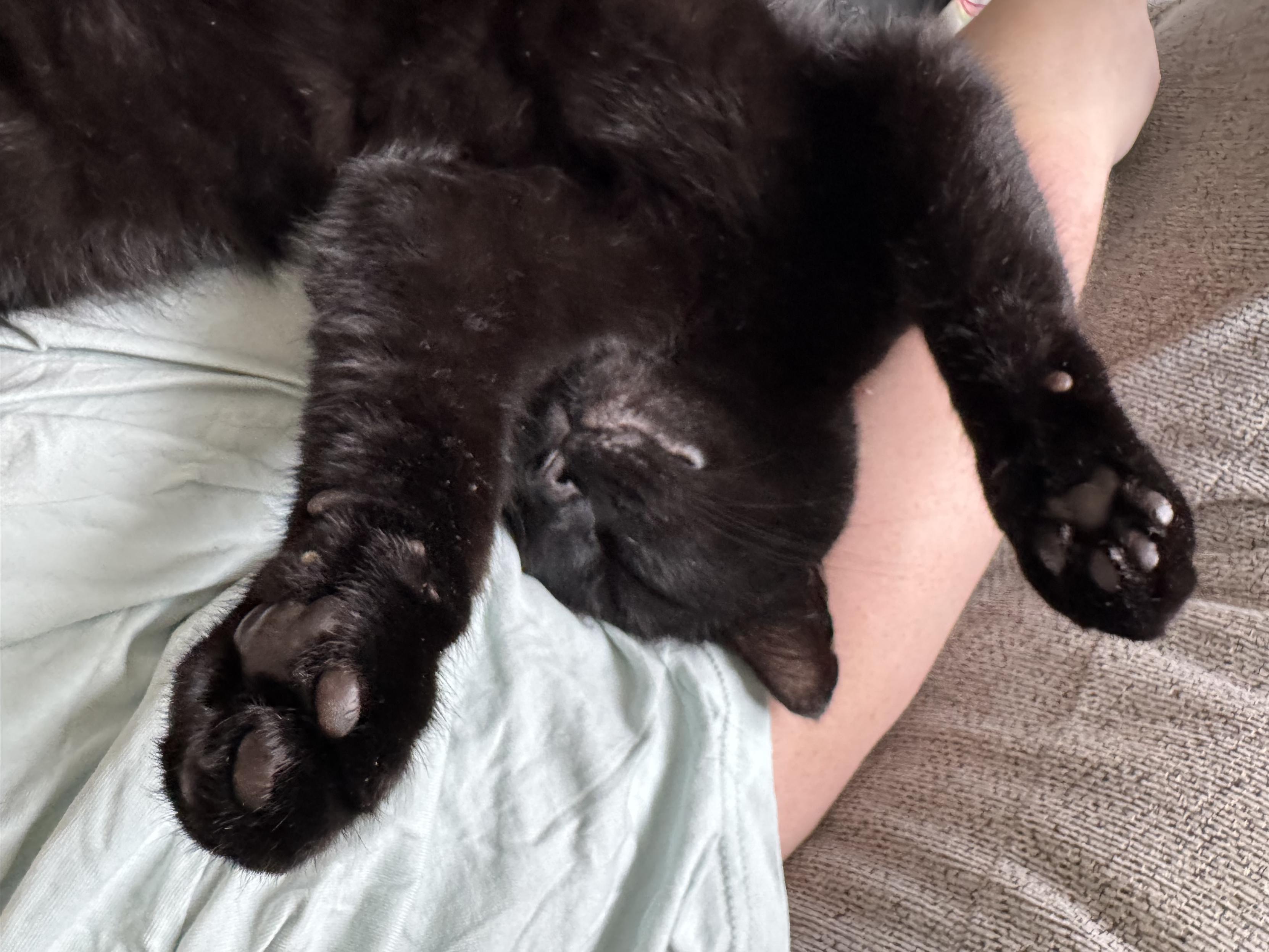 A black cat is snuggled with his head in the crook of a white woman’s arm like a baby. He is fully asleep and his front paws are somehow raised above his head and dangling in the air. He looks supremely comfortable in defiance of the discomfort the pose evokes.