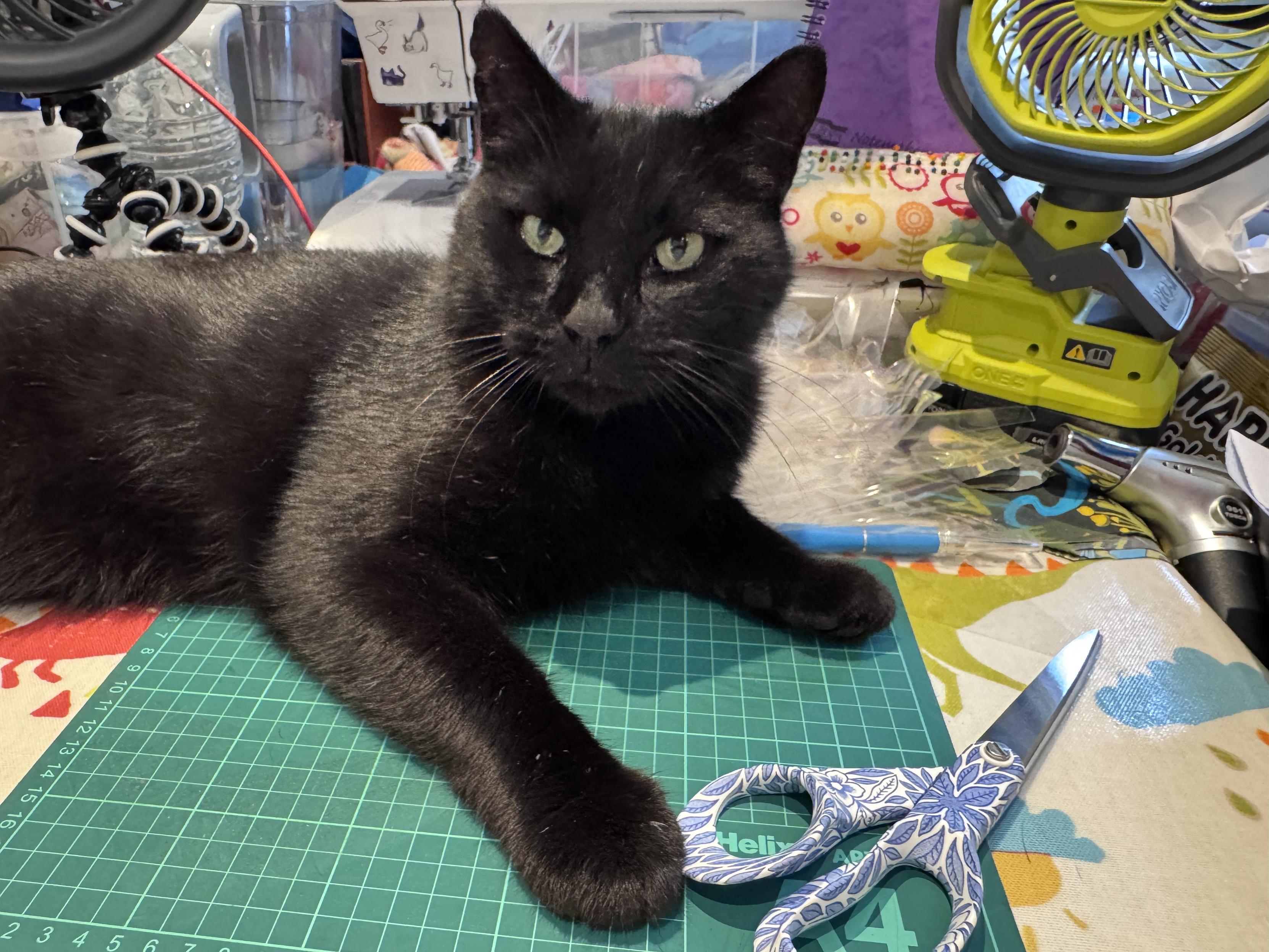 A black cat lies in front of a sewing machine on top of a cutting mat and looking like he’s holding a pair of blue handled fiskars. He stares in to the camera. His dinner is late.